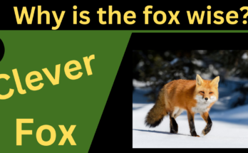 Why The Fox Is Wise?