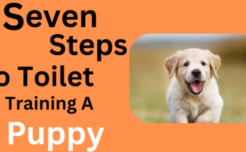Seven Guidelines for Potty Training a Puppy