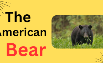 The American Bear