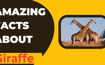 Facts About Giraffes