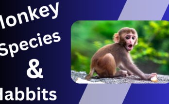 Monkey Species and Habits