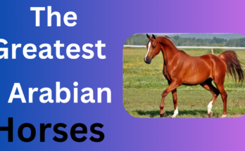 The Greatest Arabian Horses
