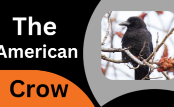 African American Crow